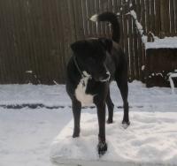 A black and white dog standing in the snow
