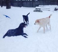 Three dogs playing in the snow