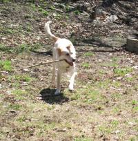 Dog with a stick