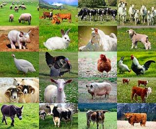 A collage of different farm animals